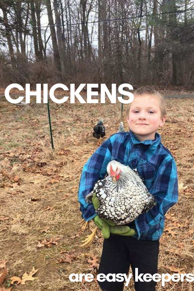 Chickens are easy keepers.